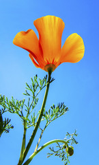 Antelope Valley, California Poppy Bloom April 1, 2017