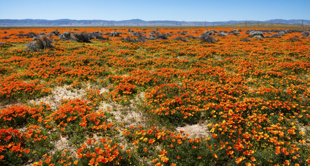 Antelope Valley, California Poppy Bloom April 1, 2017