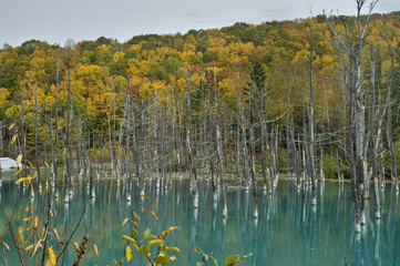Daisetsuzan National Park, Hokkaido, Japan: A scenic lake in Biruke no Mori (
