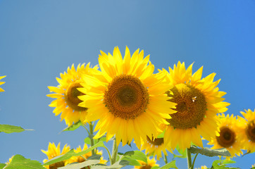 Fototapeta premium 夏空に咲くひまわりの花