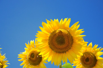 夏空に咲くひまわりの花