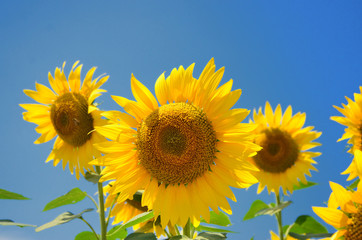 夏空に咲くひまわりの花