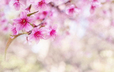 Close-up image of wild himalayan cherry bouquet (Sakura of Thailand) on blurred bokeh background in high key tone with copy space, Selective focus