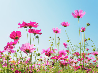 Pink cosmos (bipinnatus) flowers against the bright blue sky. Cosmos is also known as Cosmos sulphureus, Selective Focus