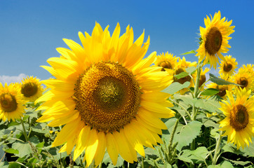 夏空に咲くひまわりの花