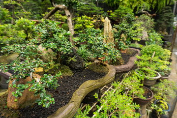 Various kind of Bonsai tree sell in plant store for decorative plants photo taken in Jakarta Indonesia
