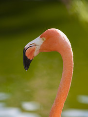 Fototapeta premium Flamingo