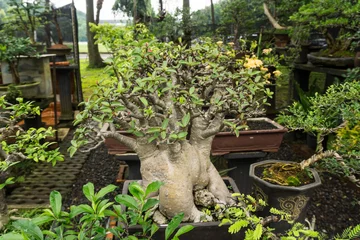 Crédence de cuisine en verre imprimé Baobab Bonsaï dans un pot en argile pour plantes décoratives vendre au vendeur de plantes photo prise à Jakarta Indonésie