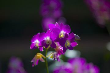 Fototapeta na wymiar Pink Singapore Orchids