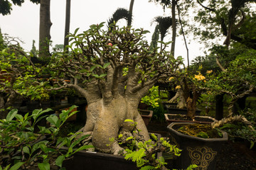 Bonsai tree in a pot made from clay for decorative plants sell at plant seller photo taken in Jakarta Indonesia