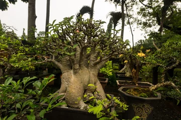 Peel and stick wall murals Baobab Bonsai tree in a pot made from clay for decorative plants sell at plant seller photo taken in Jakarta Indonesia