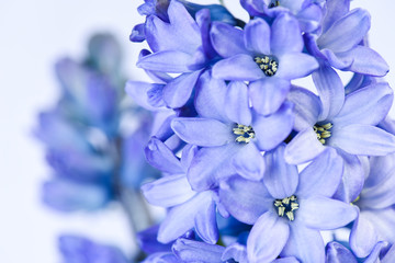 Close up of blue grape hyacinth © Kelly