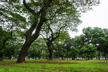Green landscape at city park with big trees and grass photo taken in Jakarta Indonesia