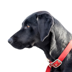 Beautiful black lab in profile with white background