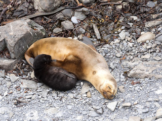 Fototapeta premium South American sea lion, Otaria flavescens, females with cubs, Sea Lion Island, Falkand / Malvinas