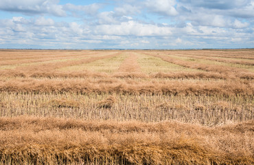 Rows of ecently swathed canola field finishes ripening under fluffy clouds in Sasaktchewan, Land of the Living Skies.