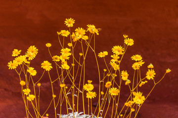 Yellow Desert Flowers and Red Rock © Ron