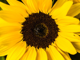 Obraz premium Close up of beautiful yellow australian sun flower outside in daylight