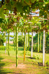 Fototapeta premium zucchini tree plant on bamboo arch