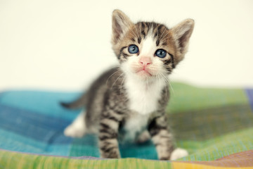 Obraz premium Beautiful cute gray striped kitten with blue eyes