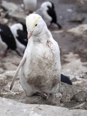 great rarity white, Rockhopper Penguin, Eudyptes chrysocome, Sea Lion Island, Falkland Islands / Malvinas