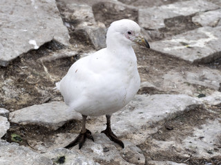 very special bird Snowy sheathbill, Chionis alba