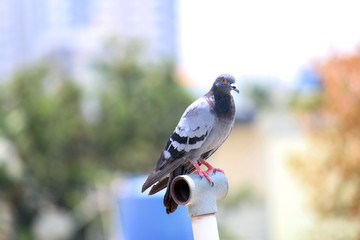Pigeon