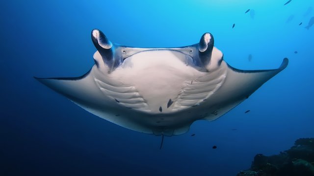 Unterwasser Giganten