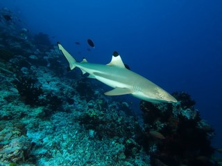 Schwarzspitzen Riffhai