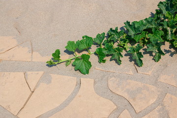 Plants in the desert,Plant in dried cracked mud,dried ,cracked, mud.