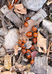 A cluster of lady bugs on the ground in the fall