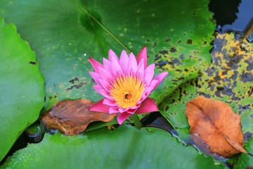 Lotus flower or water lilly pink beautiful in nature © pramot48
