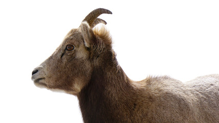 mountain goat in National Park on white background