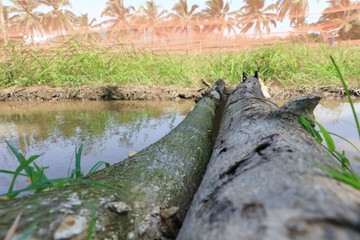 tree across Closeup river