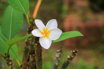 Plumeria flower white beautiful on tree ( Common name pocynaceae,  Frangipani , Pagoda tree, Temple tree )