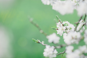 Blühende Bäume im Garten