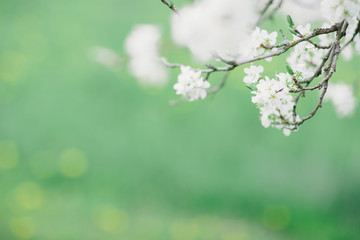 Blühende Bäume im Garten