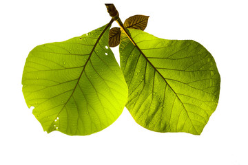 green teak isolated on white background.