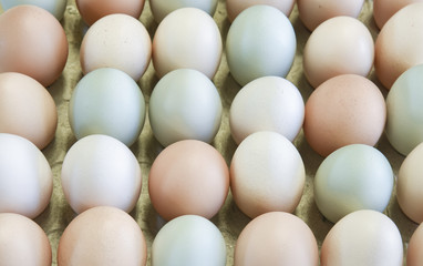 Free range, organic farm eggs in a flat carton