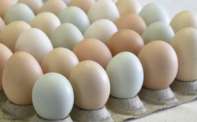 Pastel colored, organic, free range chicken eggs lined up on a carton