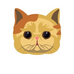 Exotic shorthair kitten in beige color with spots