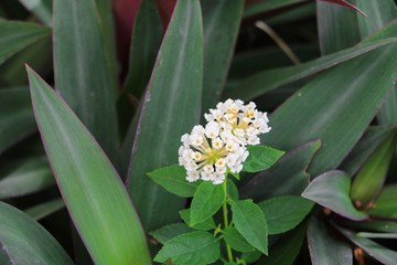 White lantana camara blossom, Wild sage, Cloth of gold