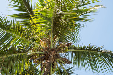 Fototapeta premium Leaves of palm tree with blue sky in the background in Goa, India