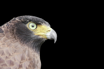 Falcon Peregrine or eagle on black background and clipping path