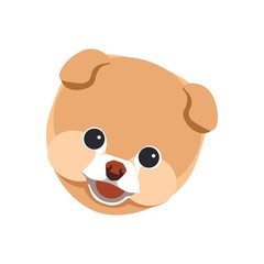 Pomeranian spitz puppy close up portrait isolated on white