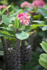 Exotic Landscaping Design