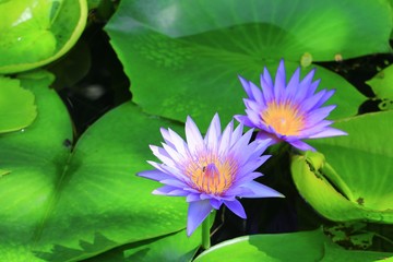 Lotus flower or water lilly purple beautiful in nature © pramot48