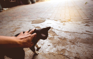 The hand that caresses little cat.