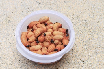 Sago beetle or worm palm weevil red  motion in cup on table polished stone. (Rhynchophorus ferrugineus) Popular food larva Southern Thailand