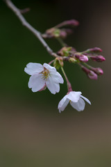 山桜 優しく